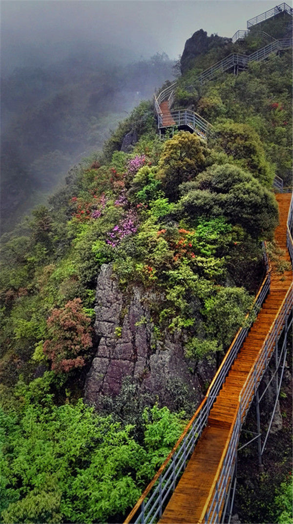 春雨浇出美春色,映山红遍金子山,五一假期粤北出现