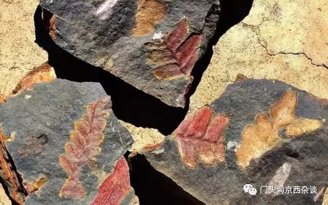 灰峪作为北京化石爱好者的猎石天堂,已经成为重要的化石采集地点.