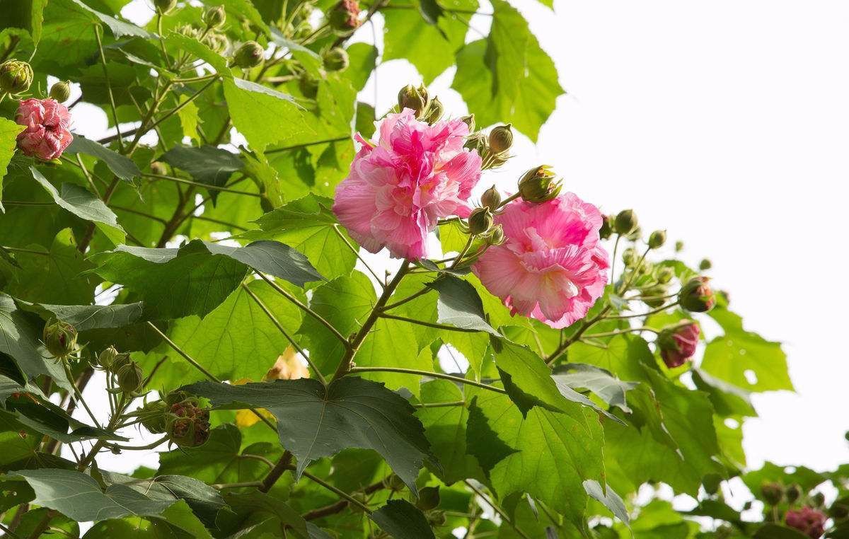 木芙蓉是非常不错的观花树种,而且木芙蓉花期长,花大而色丽,开花旺盛