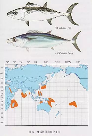 61种金枪鱼类/类金枪鱼类 图谱分布简介