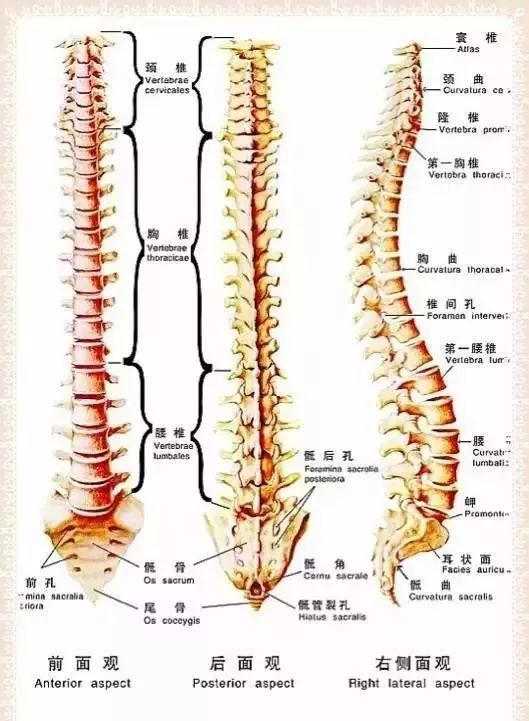 脊柱变形