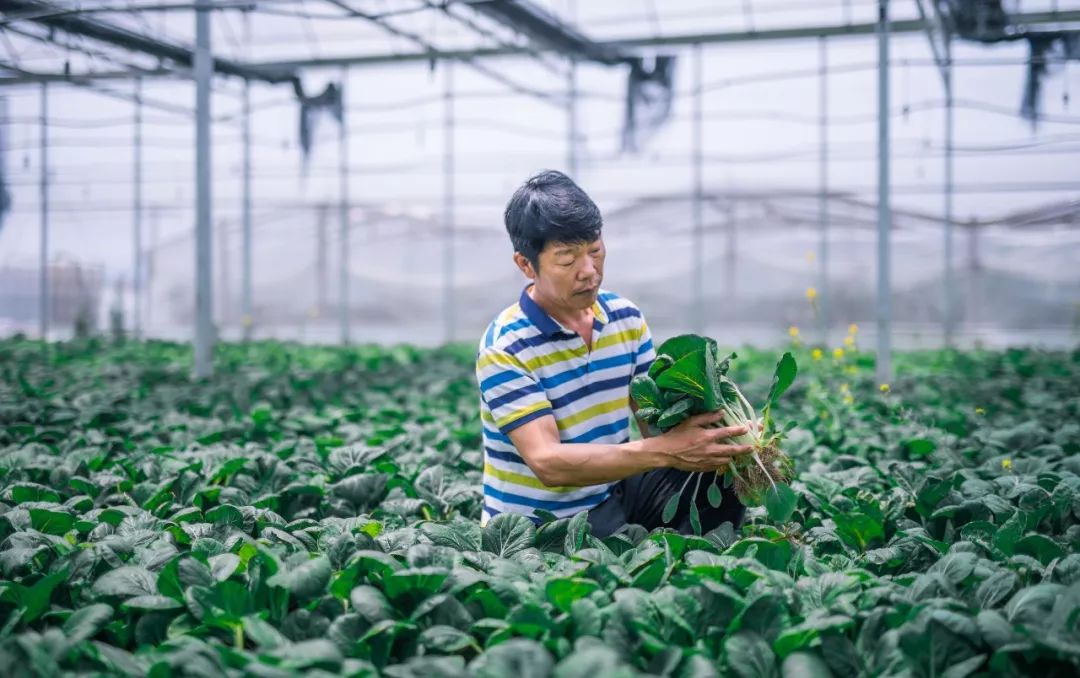 种植蔬菜至今已是第36个年头郭防说,蔬菜就像自己的