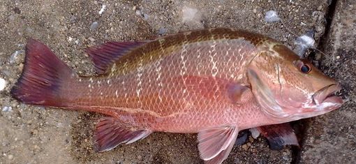 每天认识一种鱼(223)丨紫红笛鲷:大红大紫的鲷鱼