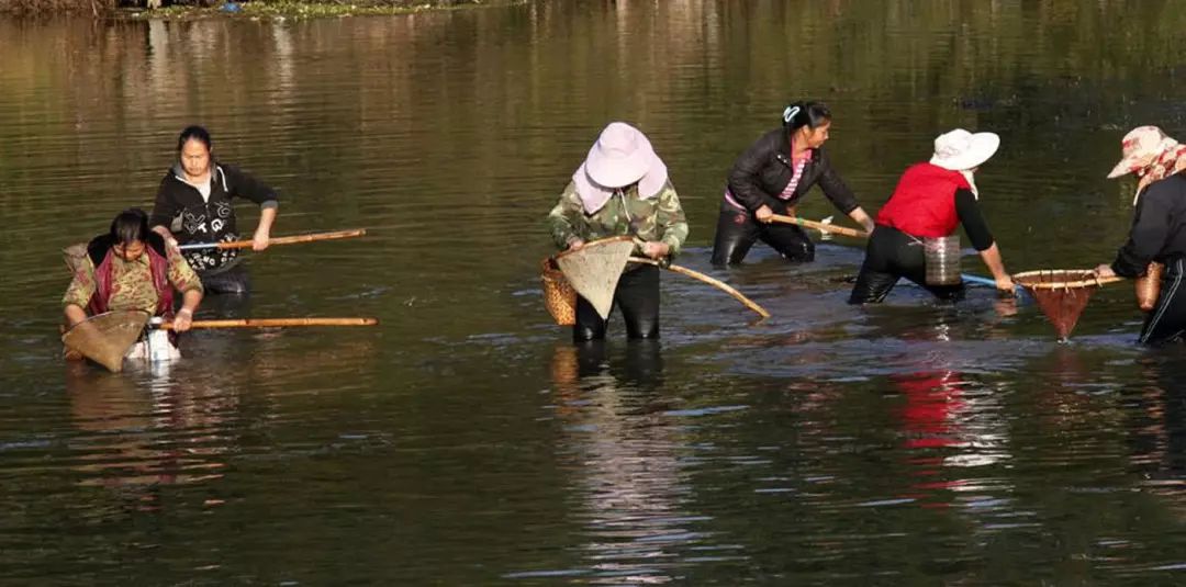 农村闲暇之余到河里捞河虾,只为餐桌上的那盘美味