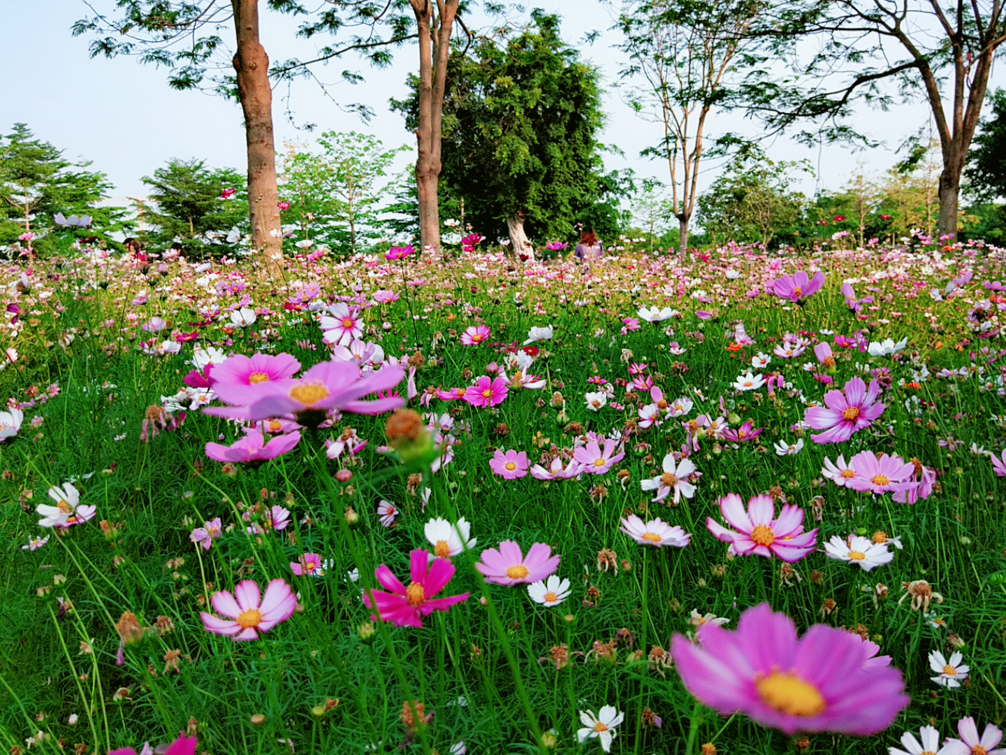 旅行时分秒:此花叫格桑花,又被誉为象征美好的"幸福花