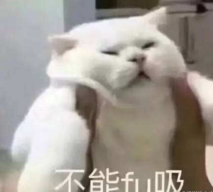 接住,大波猫咪表情包袭来.