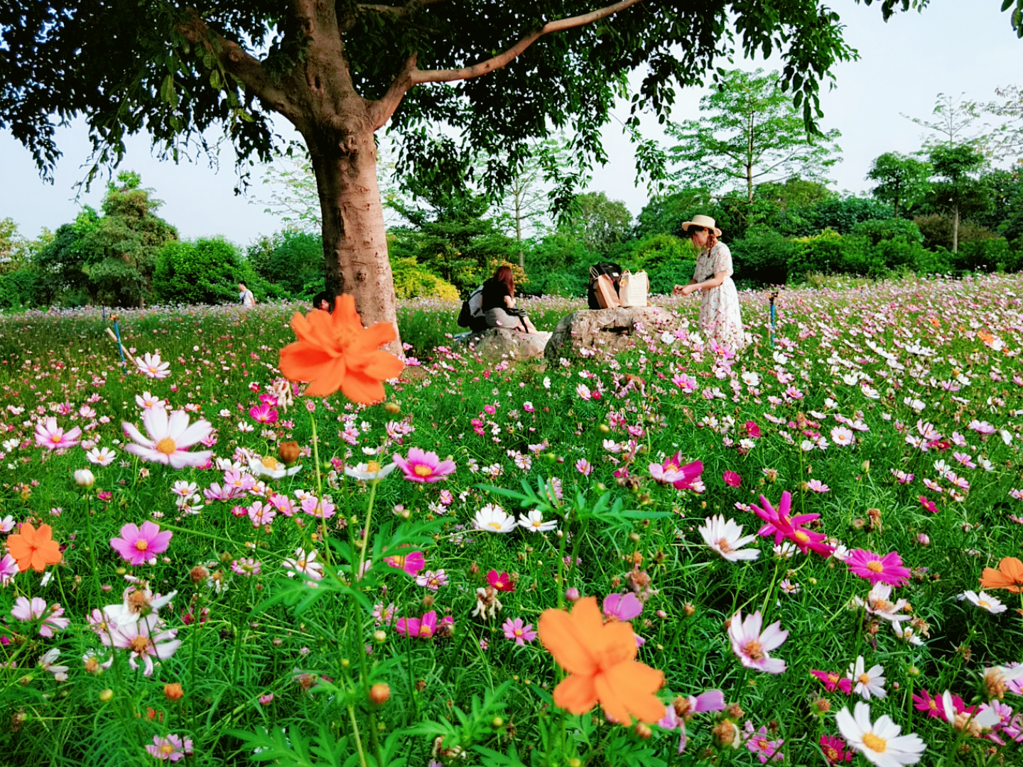 旅行时分秒:此花叫格桑花,又被誉为象征美好的"幸福花