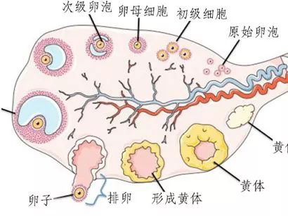 动不动黄体破裂,还能愉快地运动吗?