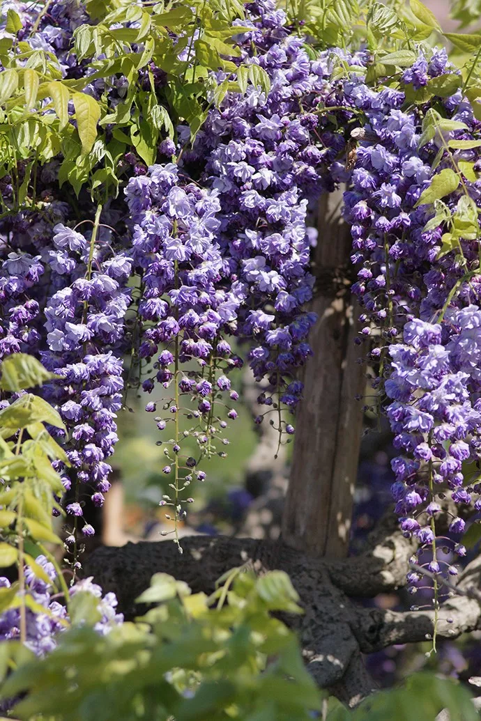 图 | stylemepretty 常见的紫藤一般都是单瓣的品种,其实紫藤也有