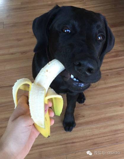 一天不吃香蕉浑身难受!