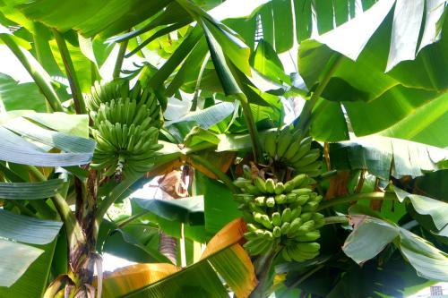 香蕉树和芭蕉树的不同之处,你知道怎么辨别吗?