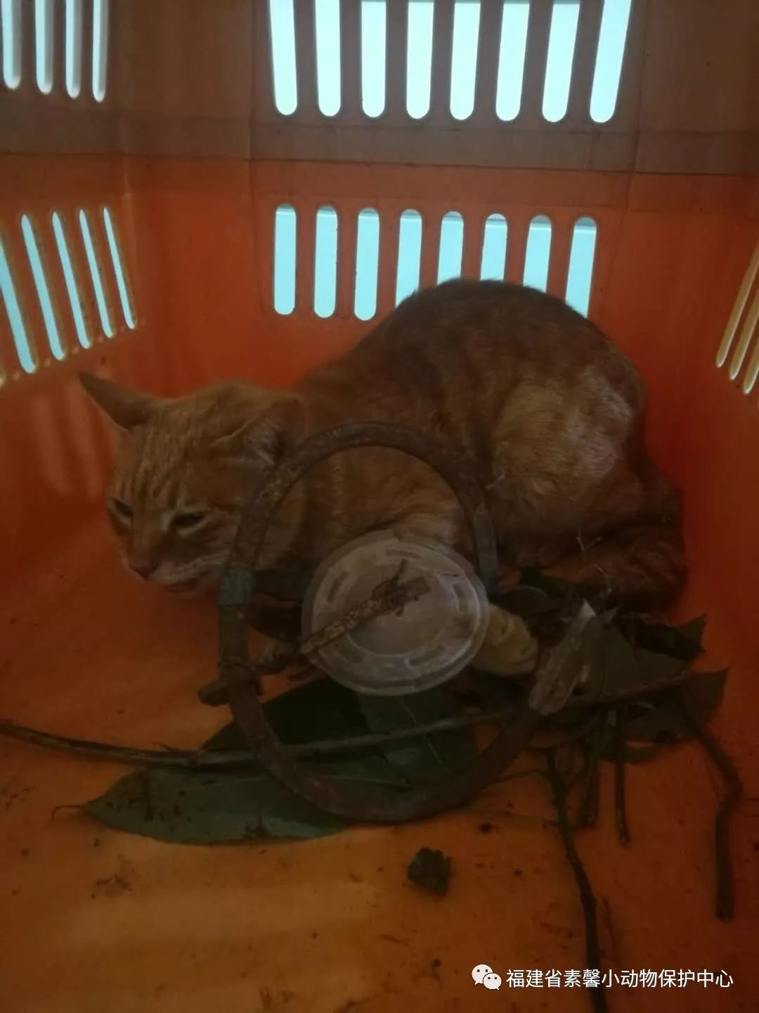 猫の外傷性後十字靭帯断裂 | 千葉県の佐倉しらい動物病院