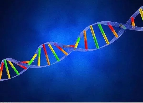 科技 正文 染色体是遗传物质的载体,是脱氧核糖核酸(dna)以及核蛋白在