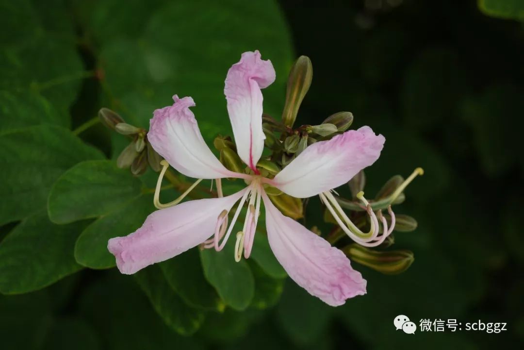 紫荆花与紫荆您分得清吗?