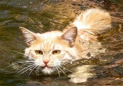 真的有猫不怕水?
