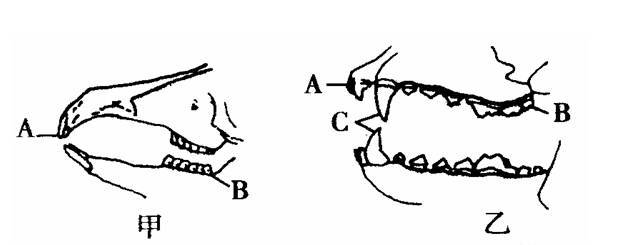 (2)写出图中牙齿的名称及其作用. a.门齿 ,作用是切断食镲 ; b.