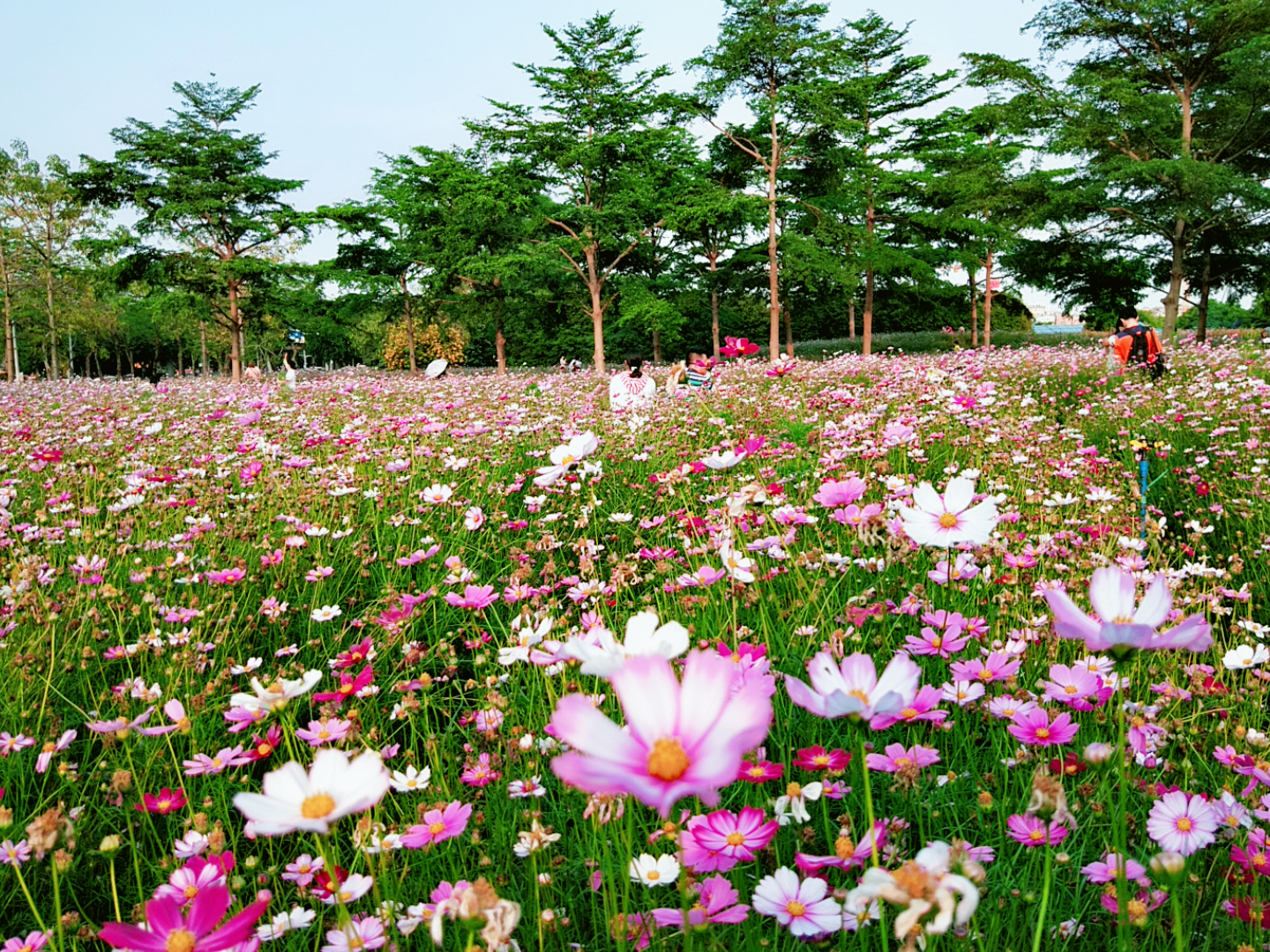 旅行时分秒:此花叫格桑花,又被誉为象征美好的"幸福花