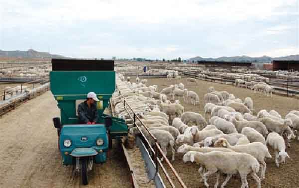 提高圈舍养羊采食量的7个方法