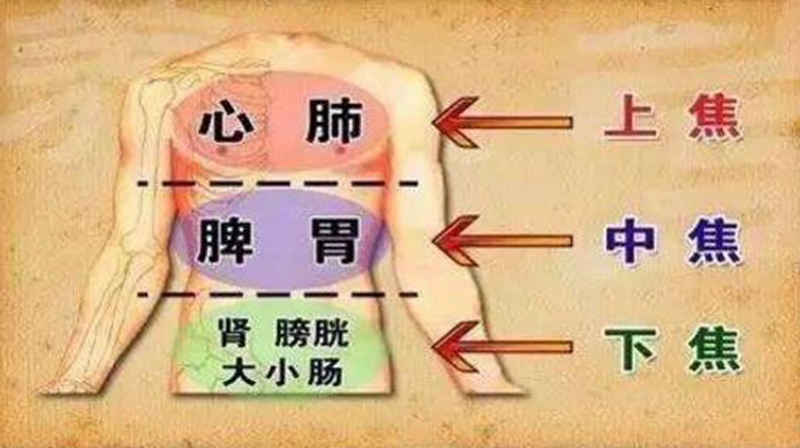 2,中焦如沤 :中焦如沤是指脾胃运化水谷,化生气血的作用.