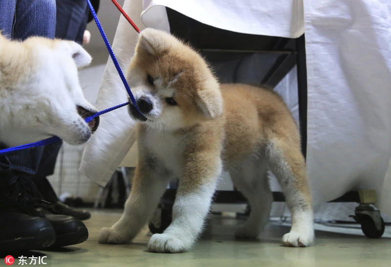 秋田犬幼崽,其中名叫"masaru"秋田犬将被赠与俄罗斯女子花样滑冰选手