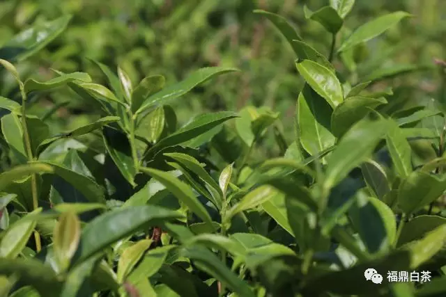 福鼎白茶讲堂:我的白茶之旅