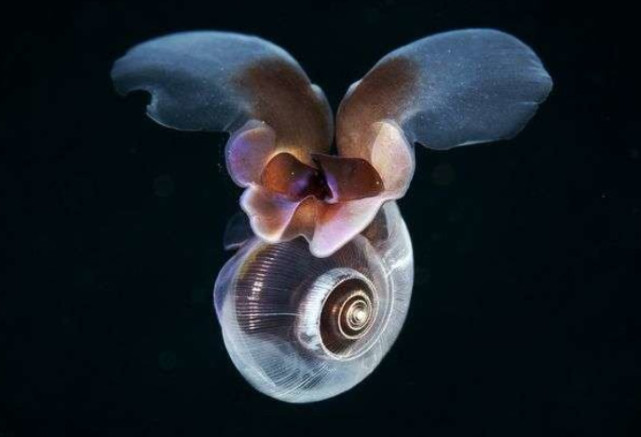 长翅膀的海蝴蝶蜗牛1到15毫米大的小蜗牛在水中飞行