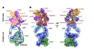 研究者表示:以往人类端粒酶图像的最高分辨率只有30埃,而使用也冷冻