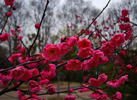 孝感地区的梅花苗,梅花小苗简单介绍