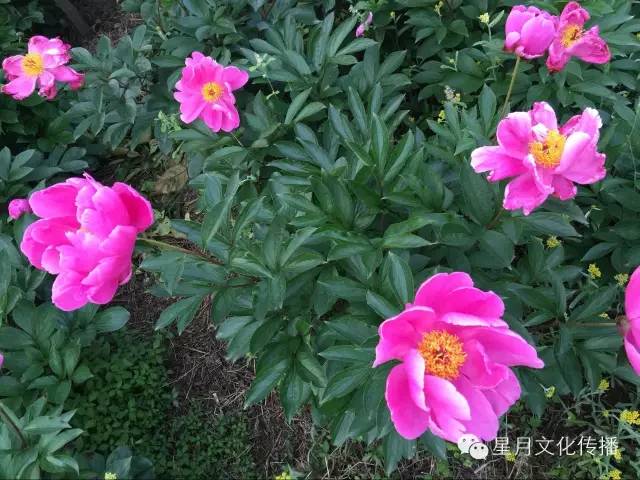 花开成海 合江芍药花开等你来