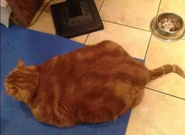 这只橘猫3年减掉20斤你还有什么理由胖下去