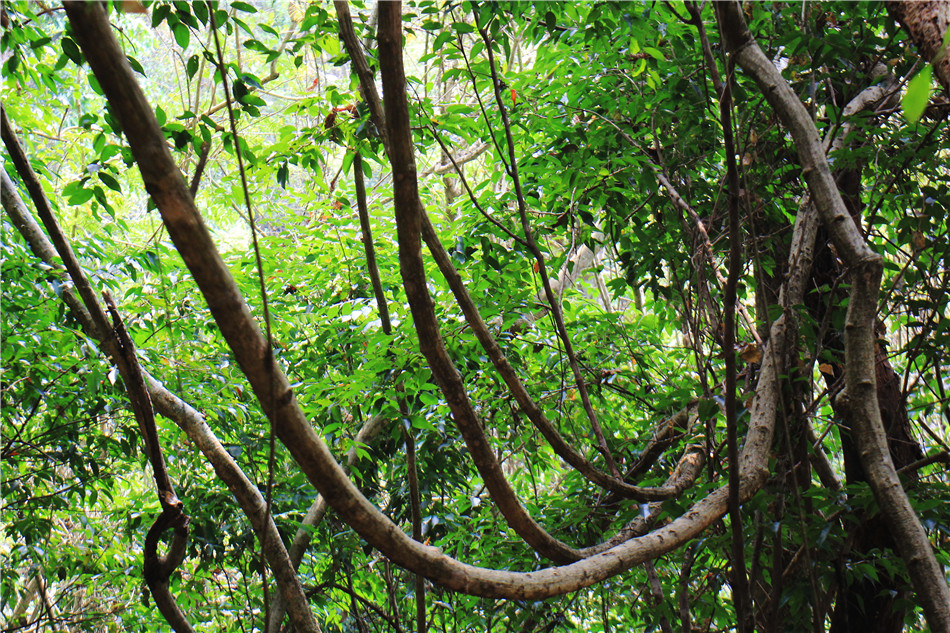 西双版纳:肆无忌惮遍地藤蔓之热带雨林