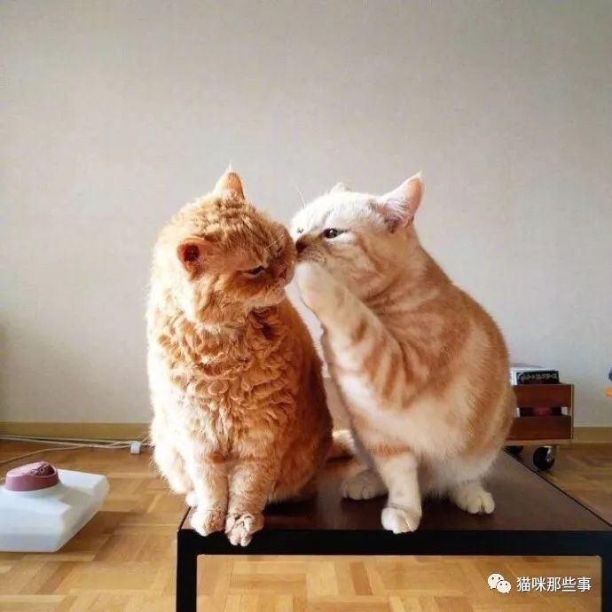 两只猫说悄悄话,咦,你们在说什么呀?