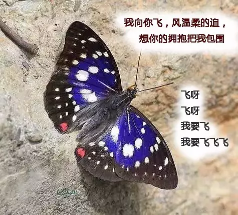 绝美害虫图谱