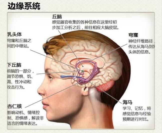 大脑边缘系统示意图