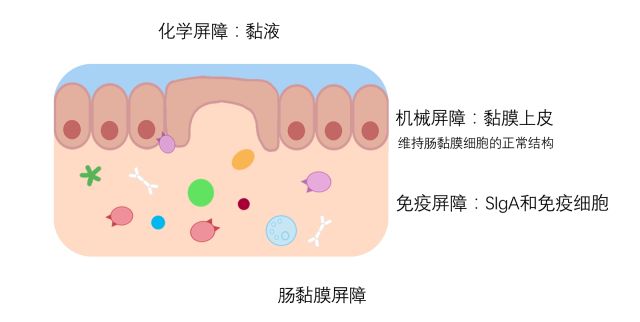 位于肠道部分的这个结构就叫肠道黏膜相关淋巴组织.