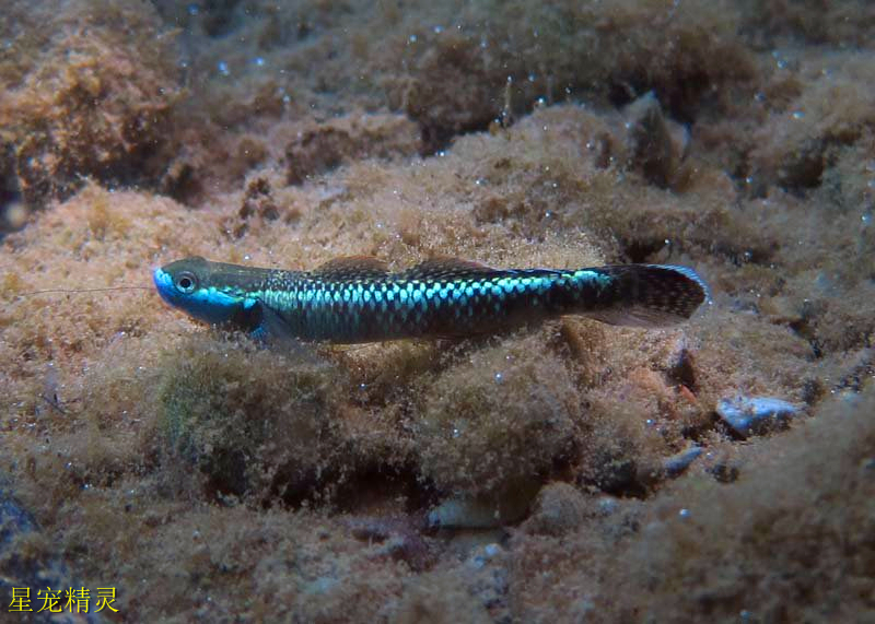 水族箱底栖贵族隐隐透着紫色祥瑞之气的紫身枝桠虾虎鱼