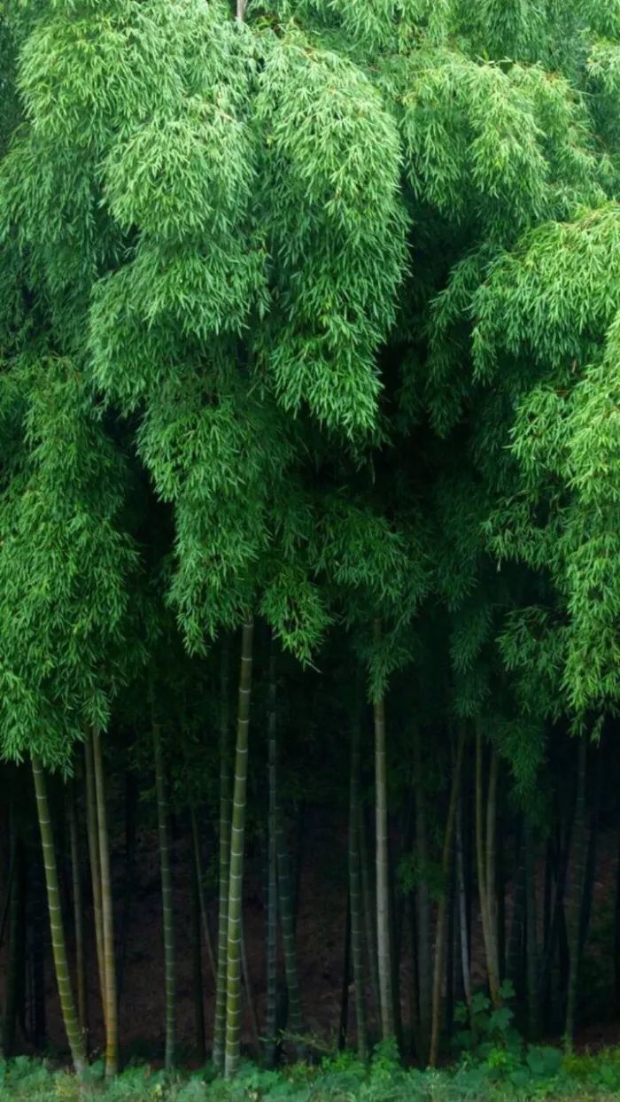 一曲竹林听雨听的是一种心境一份诗意