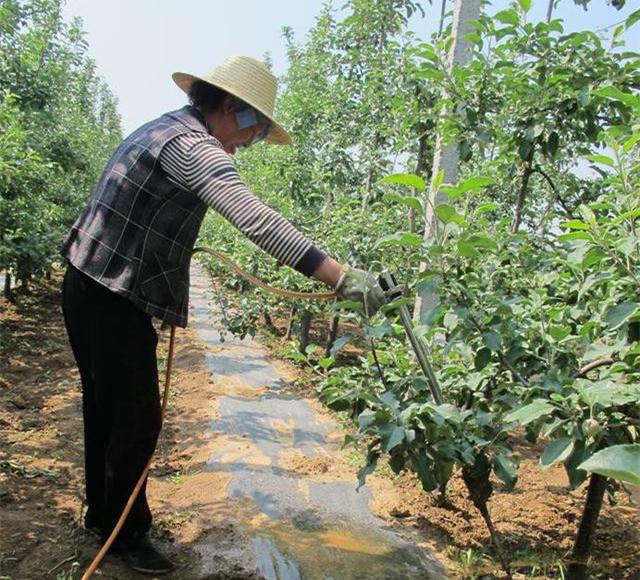 苹果树栽培技术苹果园套袋前后做好四件事之追肥