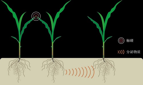 相邻植物地上部分的触碰影响地下部分"交流"的示意图(英国《每日邮报