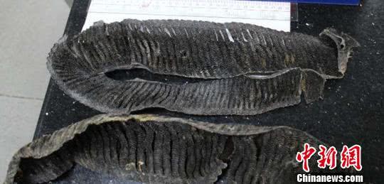 珠海拱北口岸 截获濒危物种制品 蝠鲼鳃