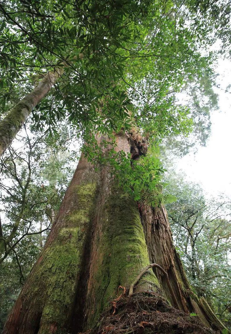 我国年龄最大的8棵树, 第1名比中国历史还长, 婺源有