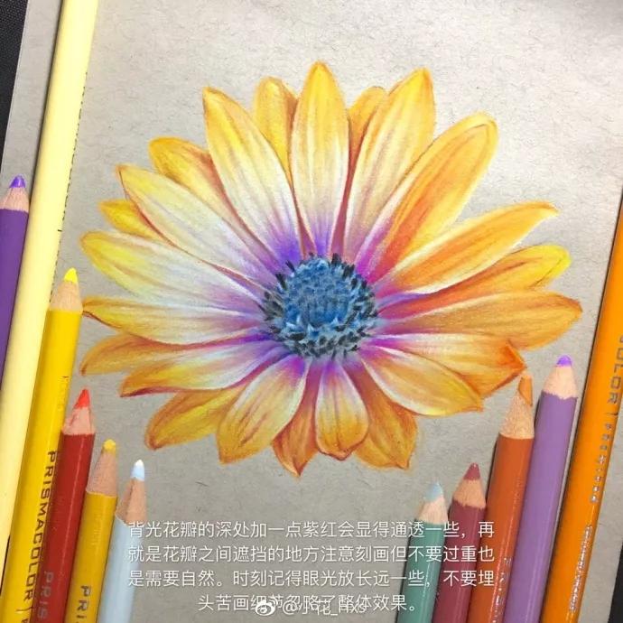 彩铅 教你画一朵美美的非洲菊