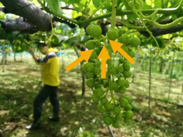 高清图解葡萄疏果就这样操作