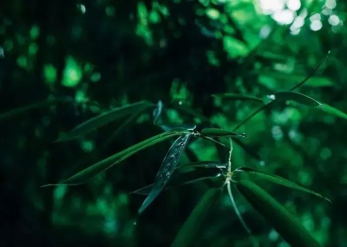 一曲《竹林听雨》,听的是一种心境,一份诗意.