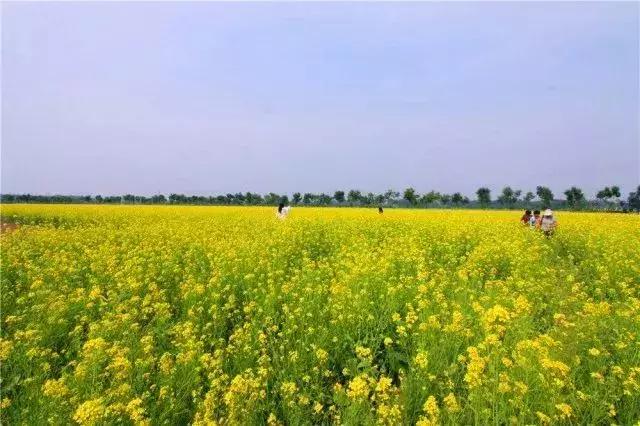 油菜花海田园梦北京人无问西东都可以就近去赏m