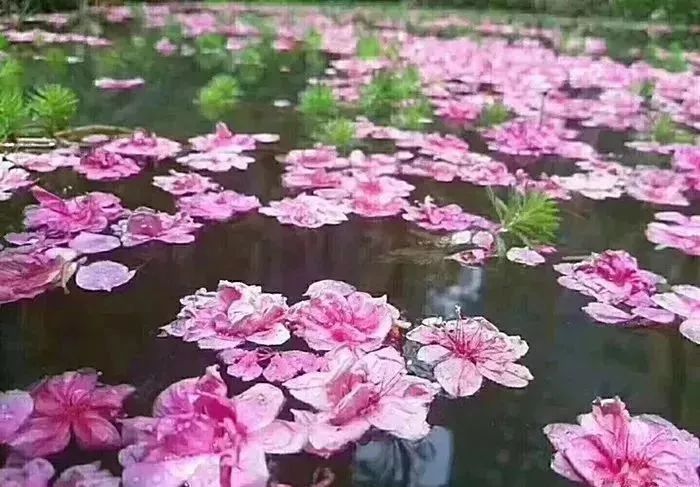 【音画诗赏】一场花瓣雨,许你三生三世在一起