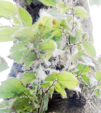 天空飘着柳絮是榆四脉绵蚜容易引发过敏吗