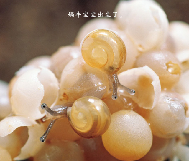 蜗牛宝宝会吃掉它们出生的卵壳哦(网络图)