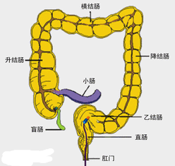 科普关于肠镜检查的那些事儿