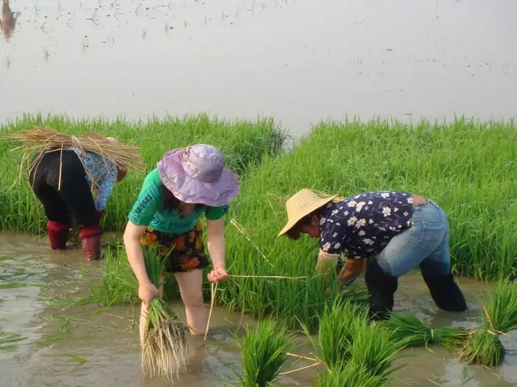 7.插秧师傅